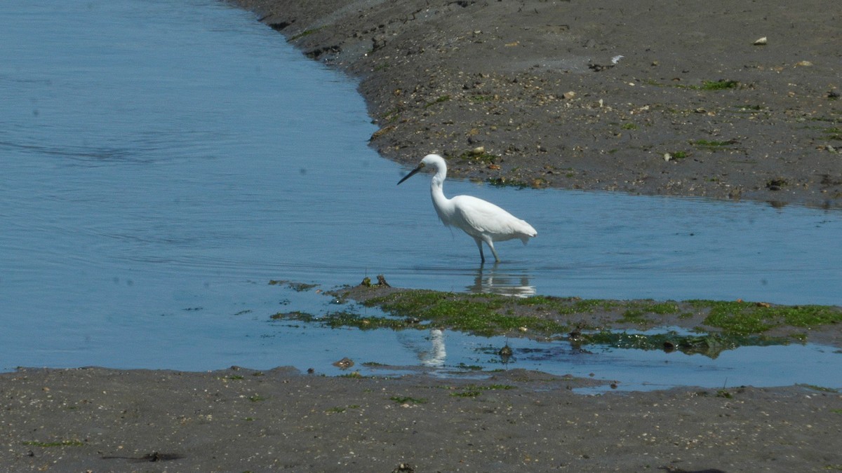Snowy Egret - ML632661790