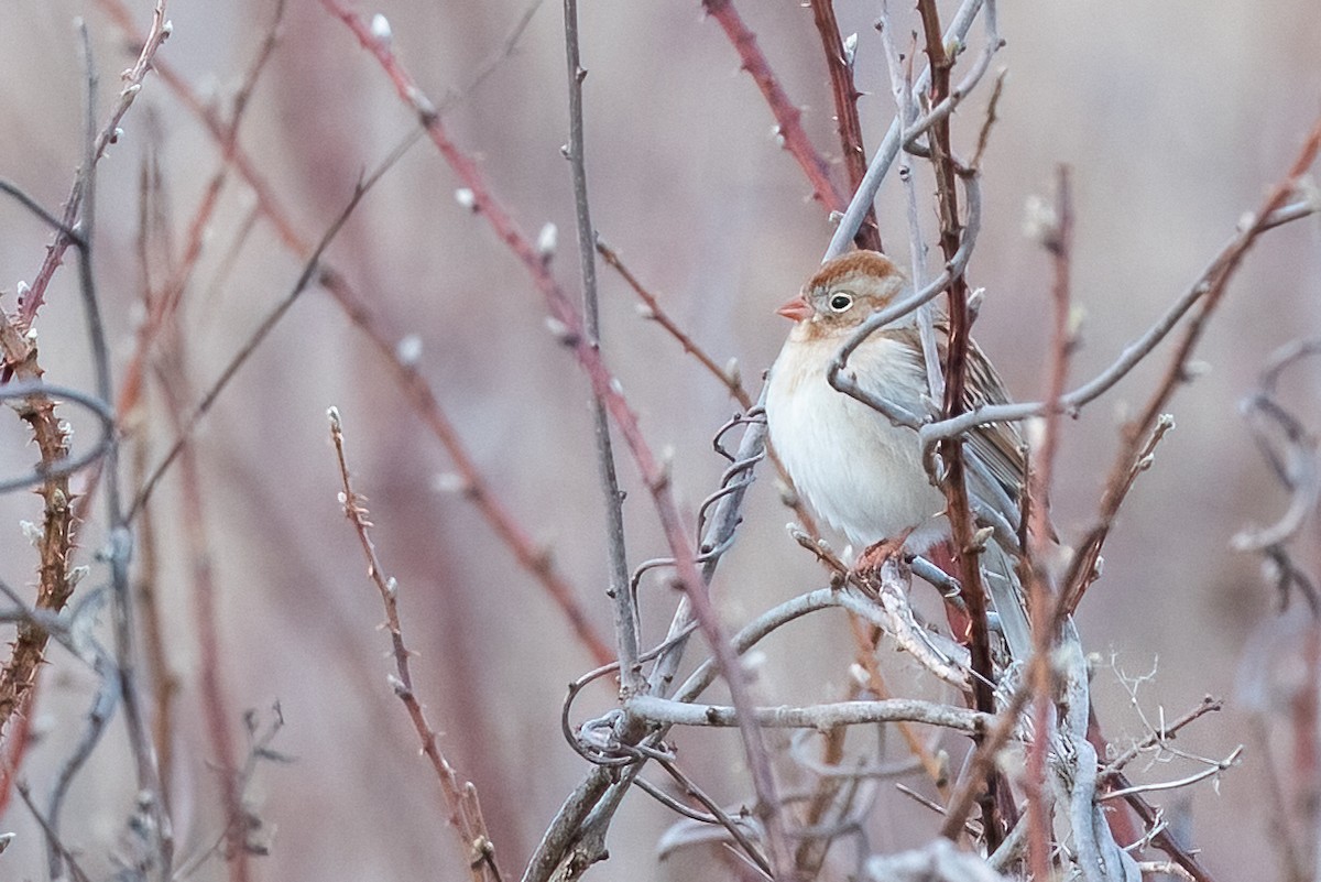 Field Sparrow - ML632661797