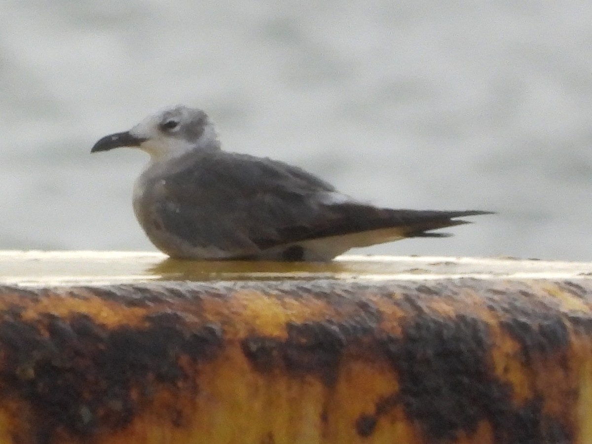 Gabbiano sghignazzante - ML632662115