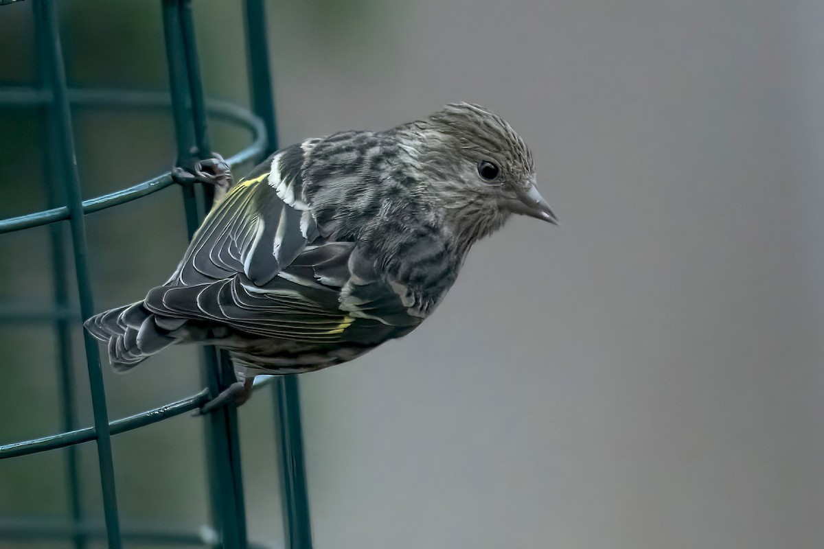 Pine Siskin - Sue Barth