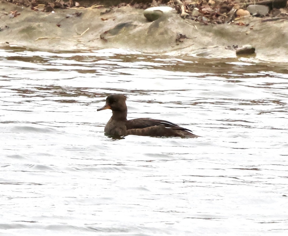 Hooded Merganser - ML632662378