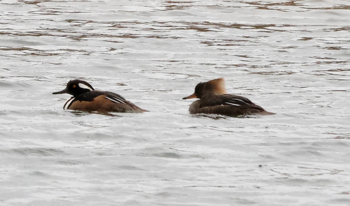 Hooded Merganser - ML632662379