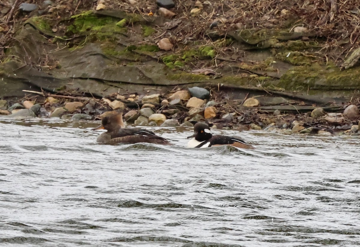Hooded Merganser - ML632662382