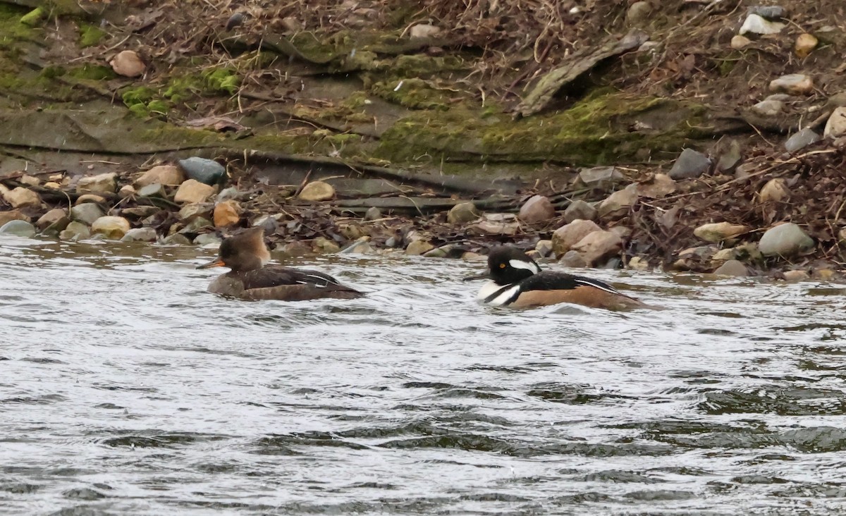 Hooded Merganser - ML632662383
