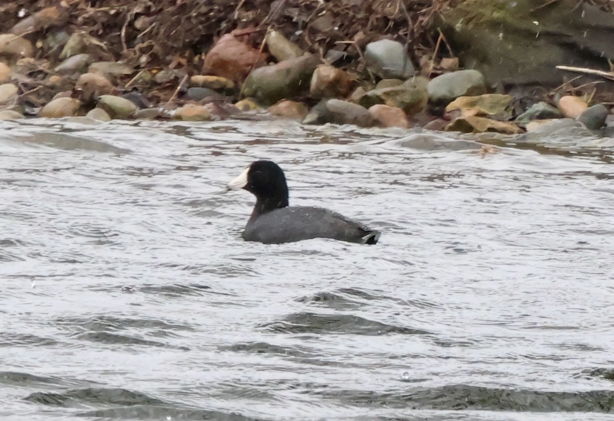 American Coot - ML632662511