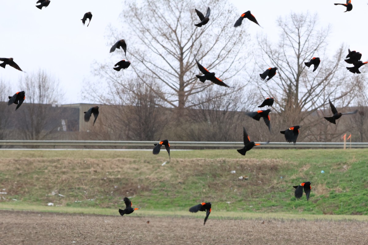 Red-winged Blackbird - ML632662524