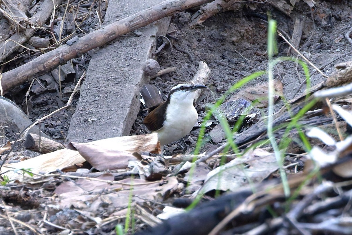 Bicolored Wren - ML632662541