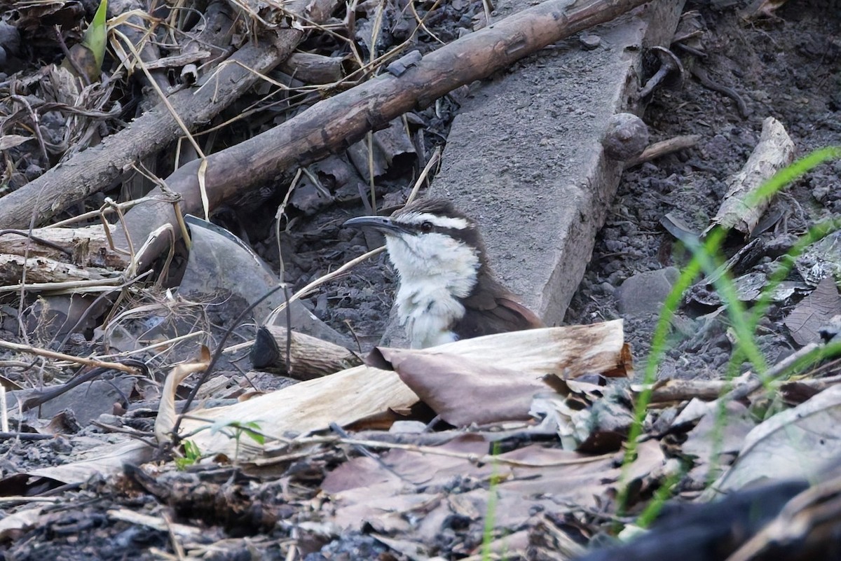 Bicolored Wren - ML632662542
