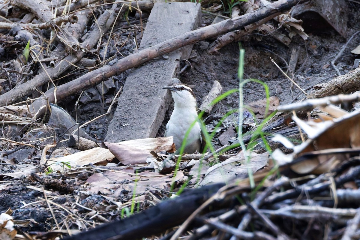 Bicolored Wren - ML632662547