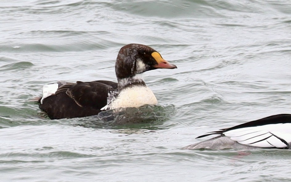 King Eider - Steven Pitt