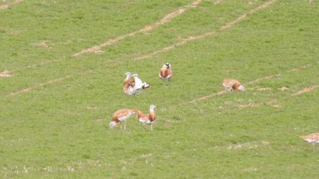 stortrappe - ML632662888