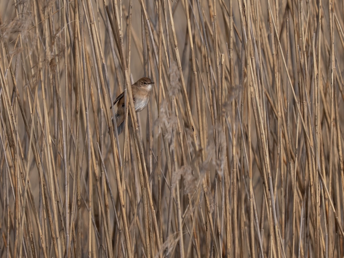 Savi's Warbler - ML632663173