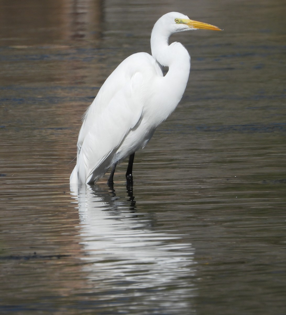 Great Egret - ML632663370