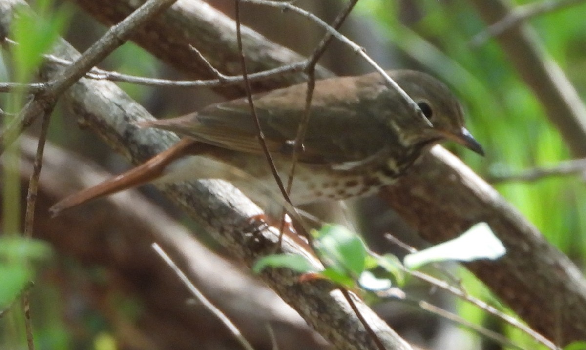 Hermit Thrush - ML632663389