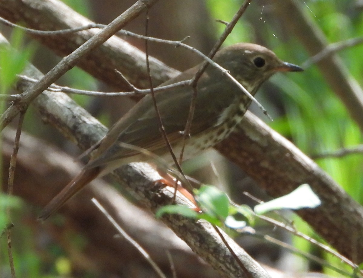 Hermit Thrush - ML632663390