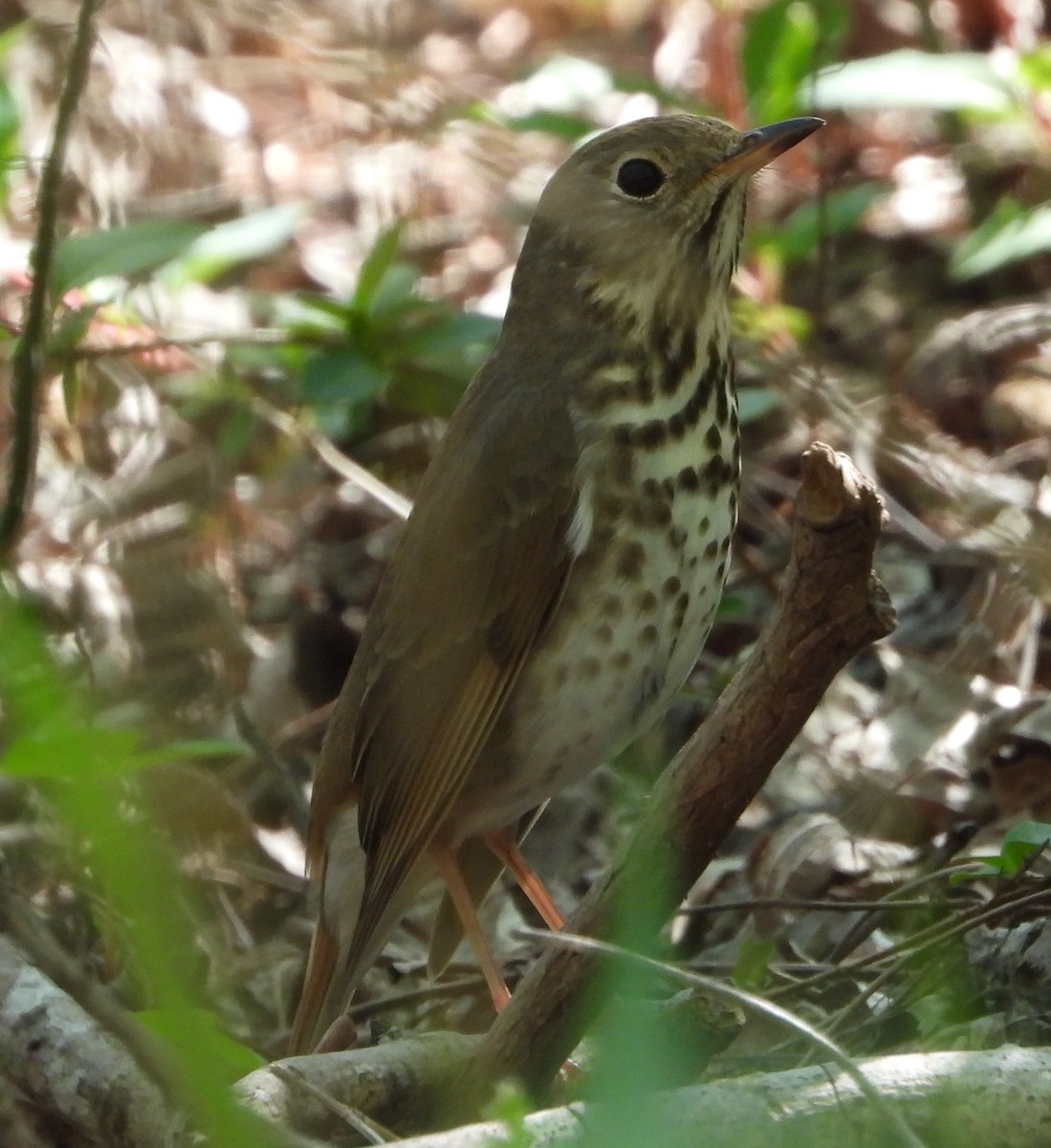 Hermit Thrush - ML632663391