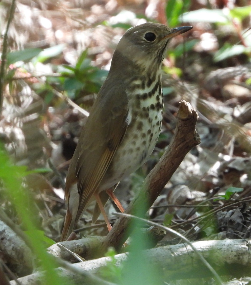Hermit Thrush - ML632663392