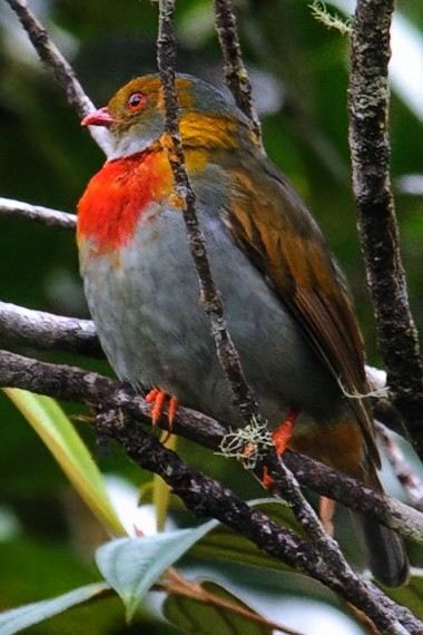 Red-banded Fruiteater - ML632663412