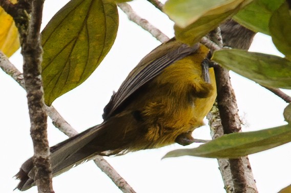 Olive-backed Tanager - ML632663462
