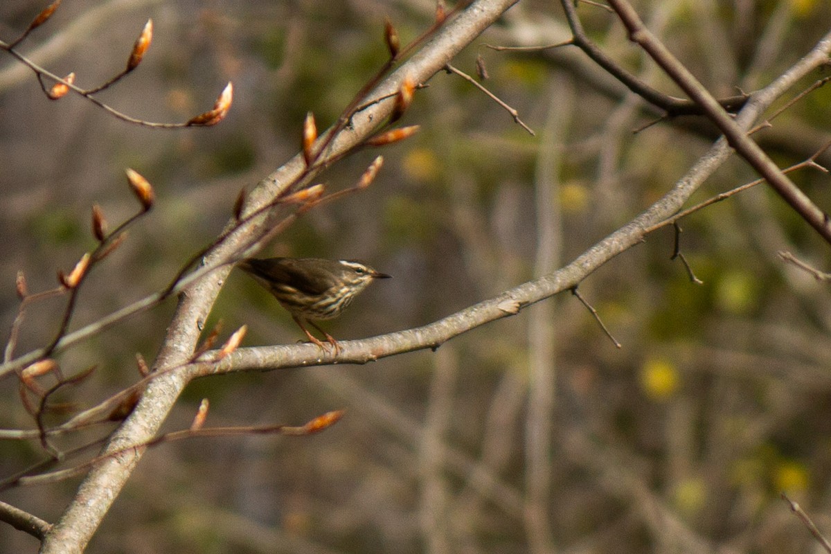 Louisiana Waterthrush - ML632663467