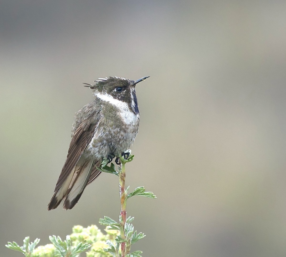 Blue-bearded Helmetcrest - ML632663474