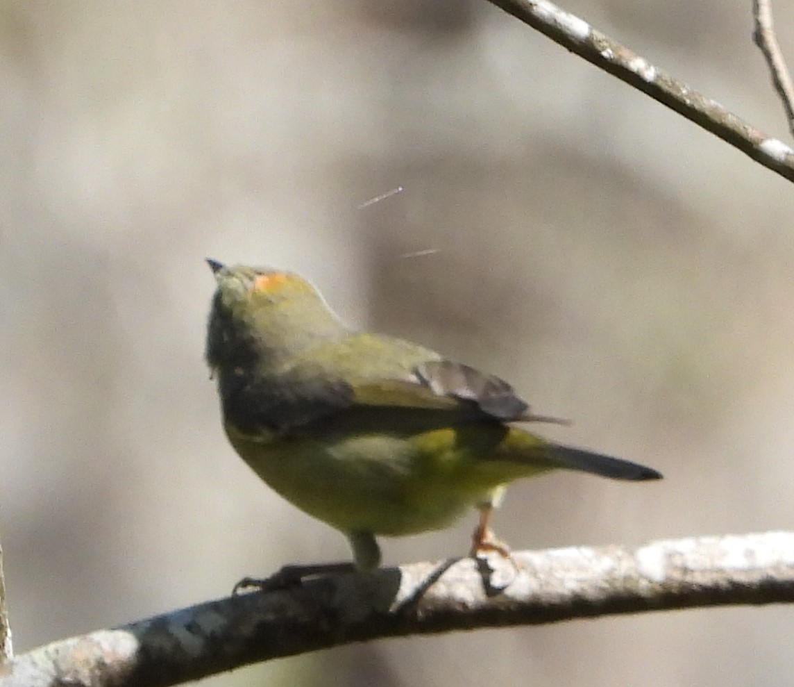 Orange-crowned Warbler - ML632663477