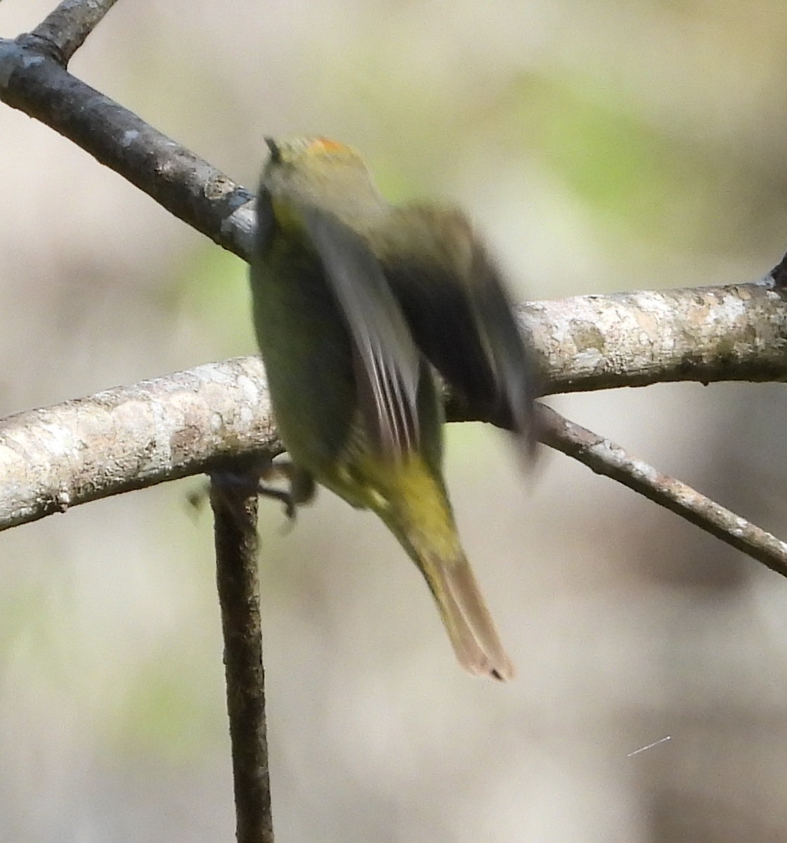 Orange-crowned Warbler - ML632663478