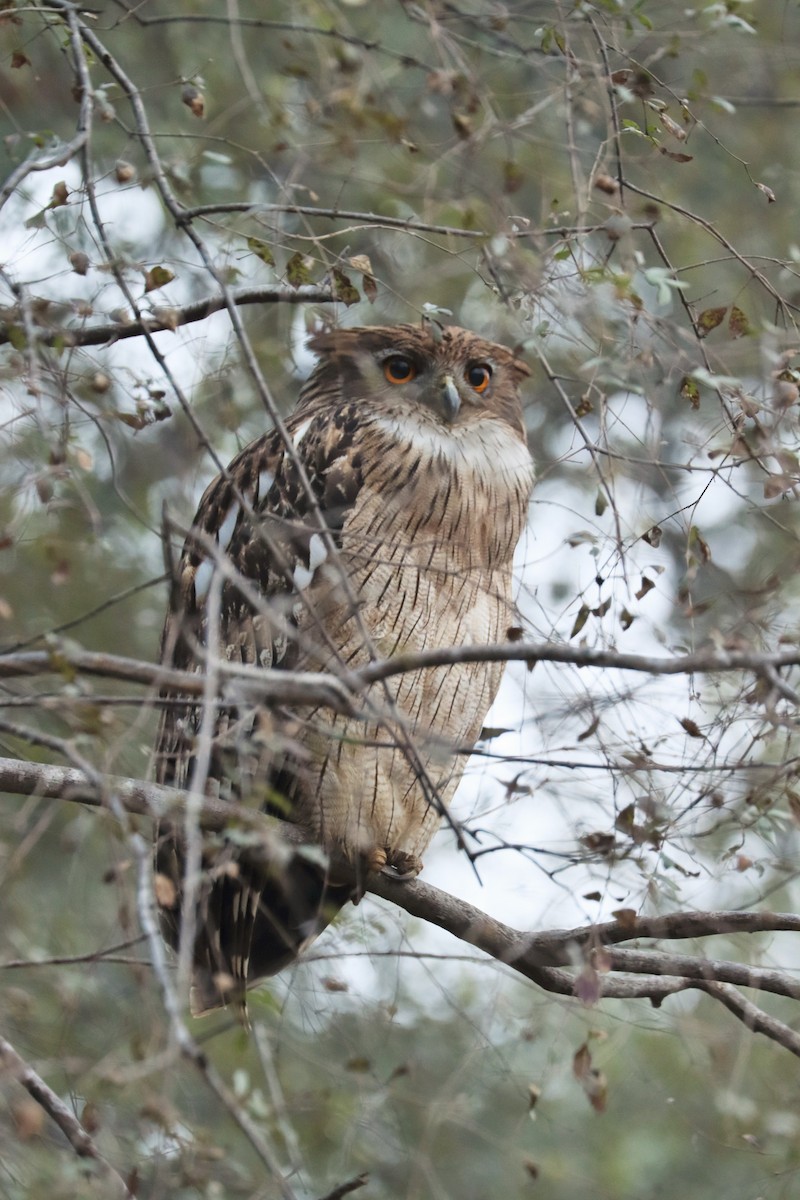 Brown Fish-Owl - ML632663521
