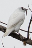 White Bellbird - ML632663537