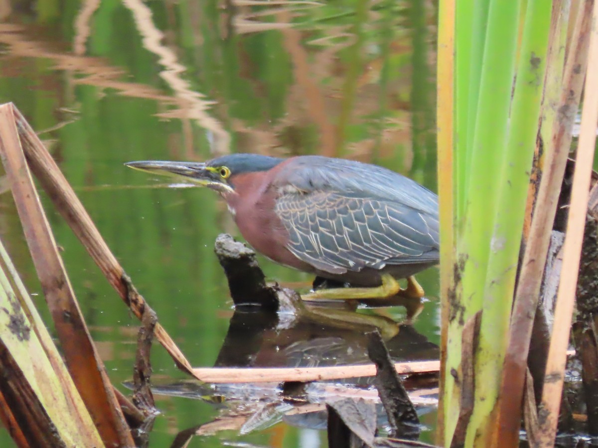 Green Heron - ML632663544