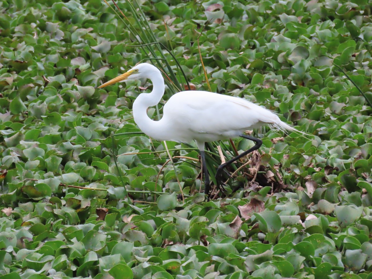 ダイサギ - ML632663551