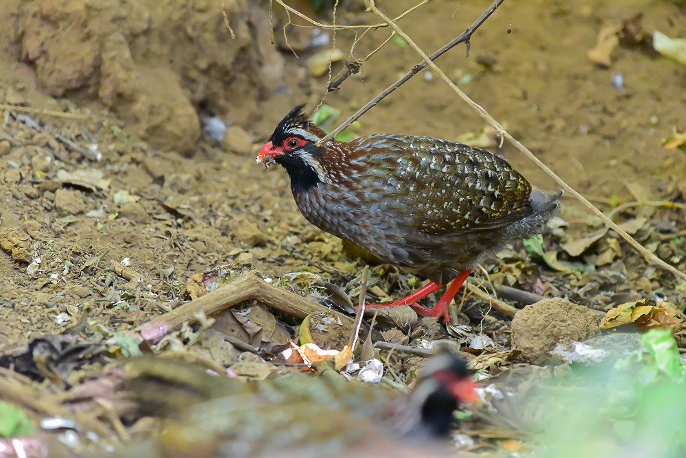 Long-tailed Wood-Partridge - ML632663553