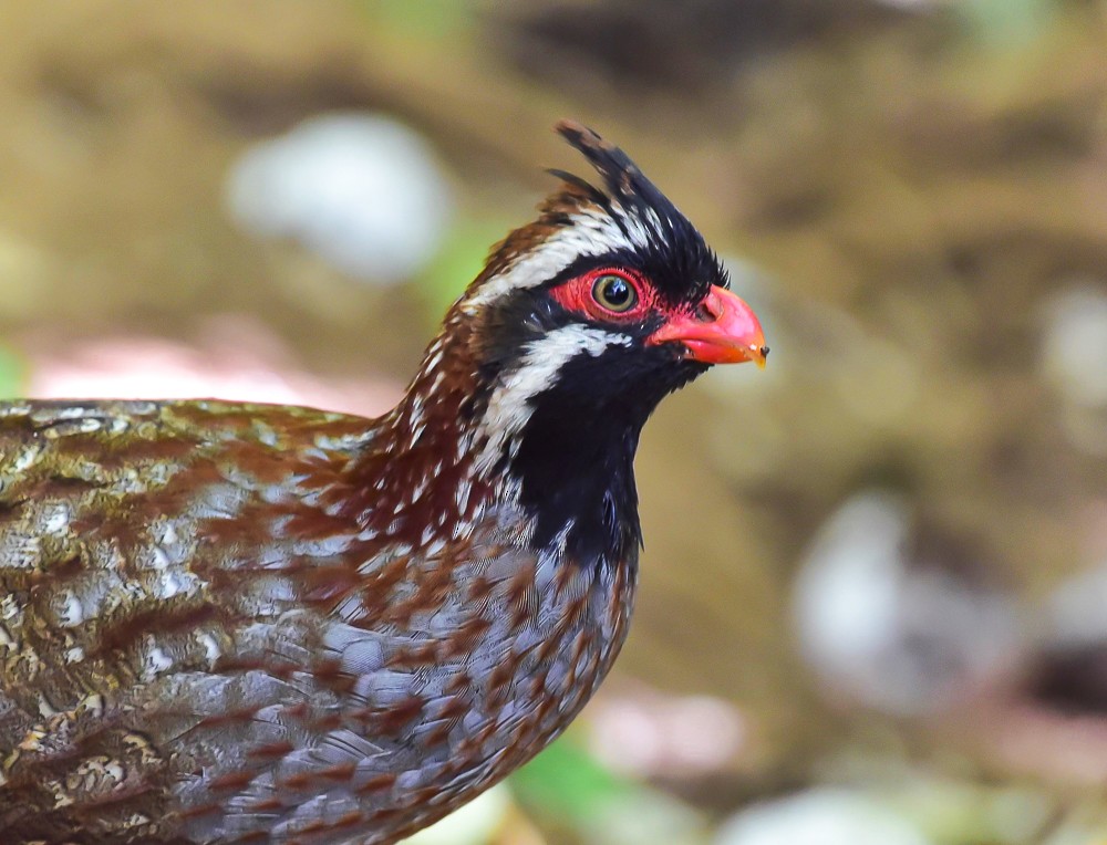 Long-tailed Wood-Partridge - ML632663554