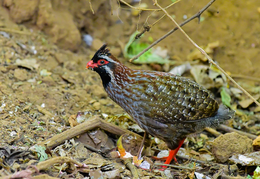 Long-tailed Wood-Partridge - ML632663556