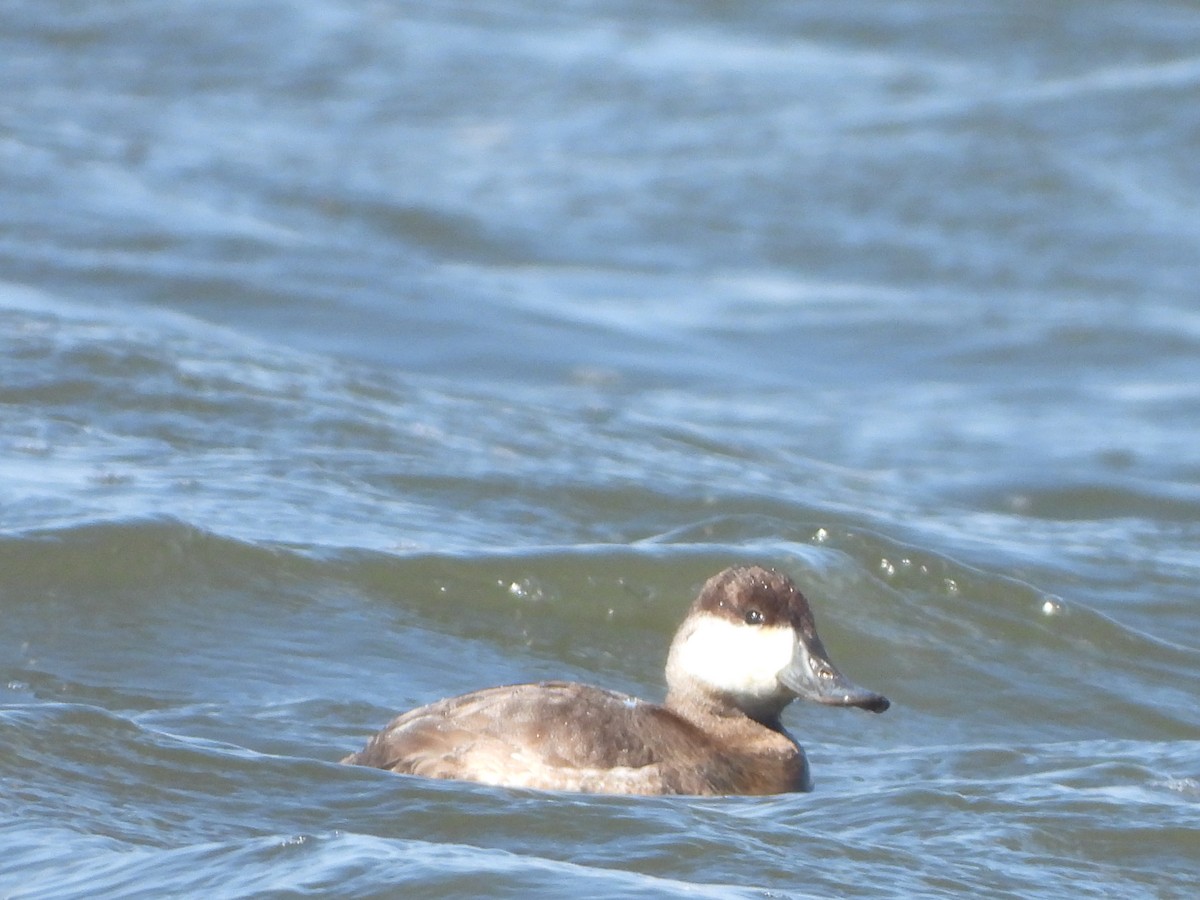 Ruddy Duck - ML632663564