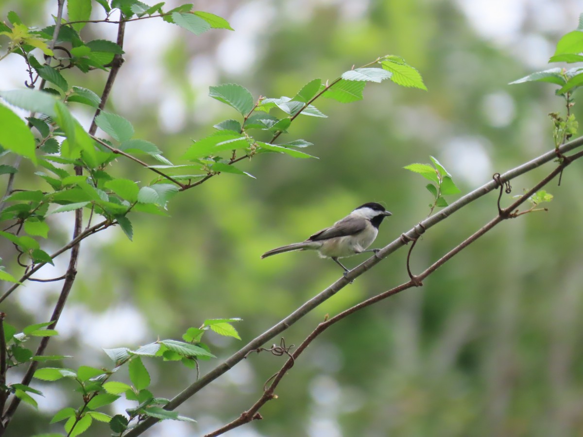 Carolina Chickadee - ML632663565