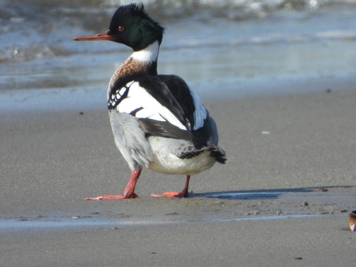 Red-breasted Merganser - ML632663576