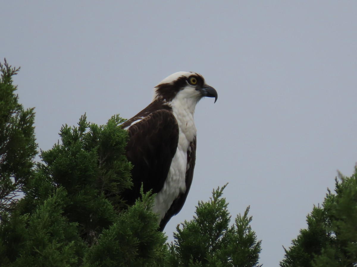 Osprey - ML632663579