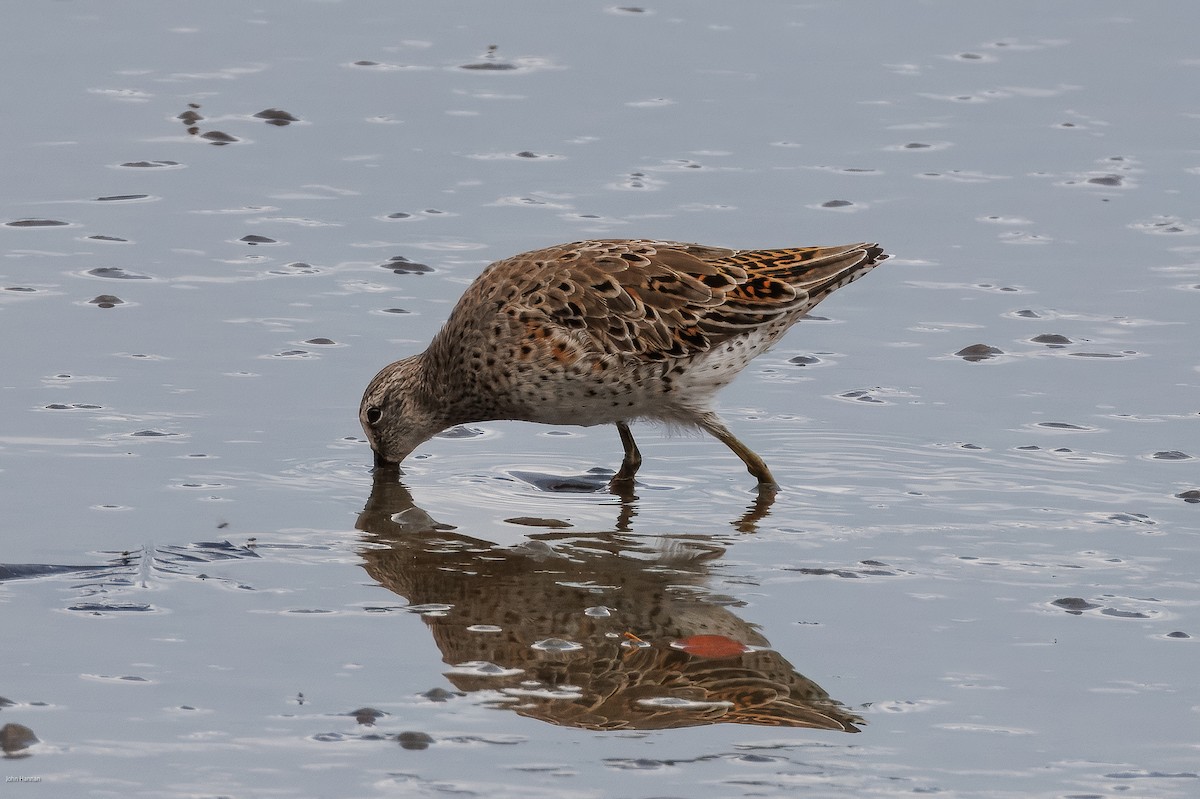Short-billed Dowitcher - ML632663629