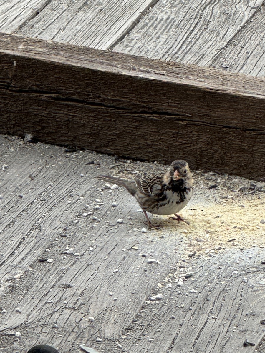 Harris's Sparrow - James Berry