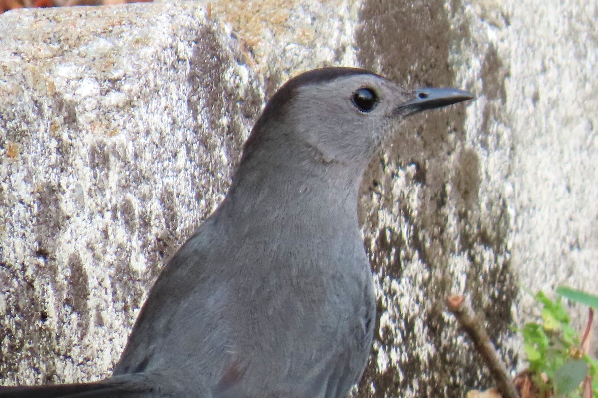 Miaulari grisa - ML632663660