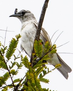 White Bellbird - ML632663676