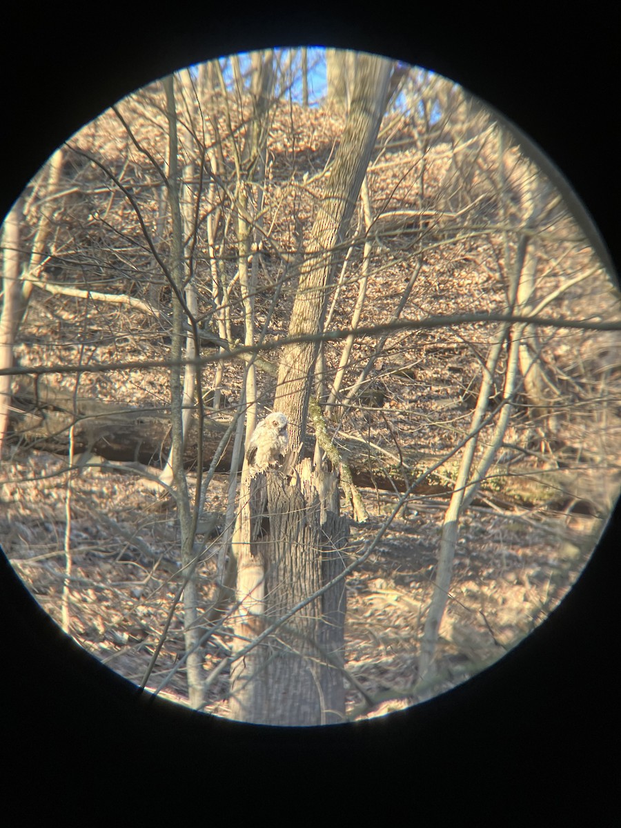 Great Horned Owl - ML632663715