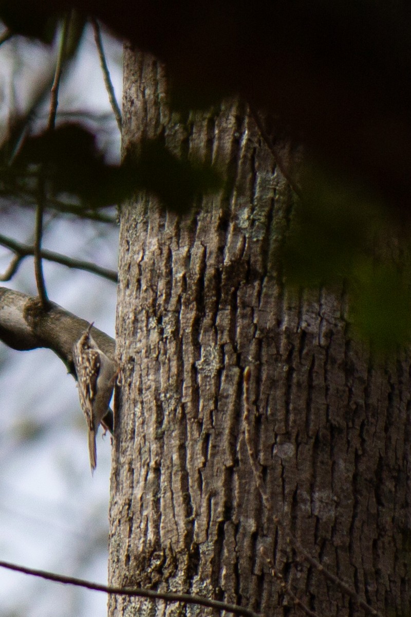 Brown Creeper - ML632663937