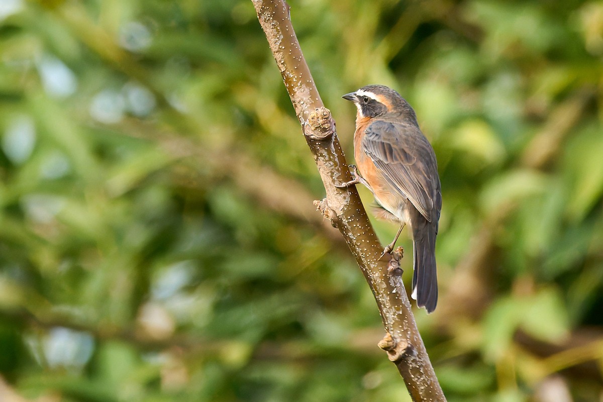 Black-and-rufous Warbling Finch - ML632663993