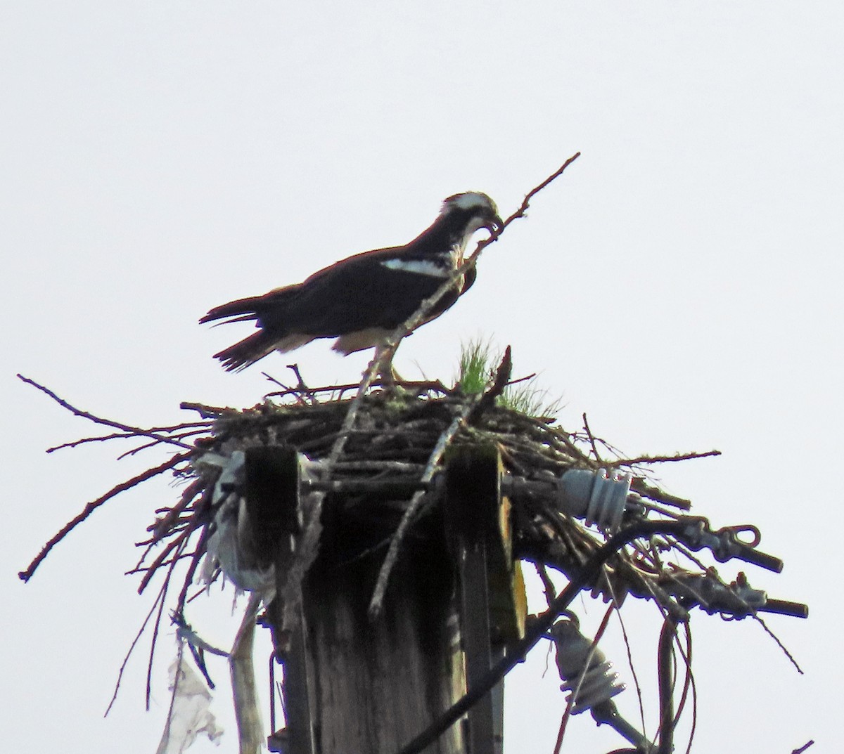 Osprey - ML632664058