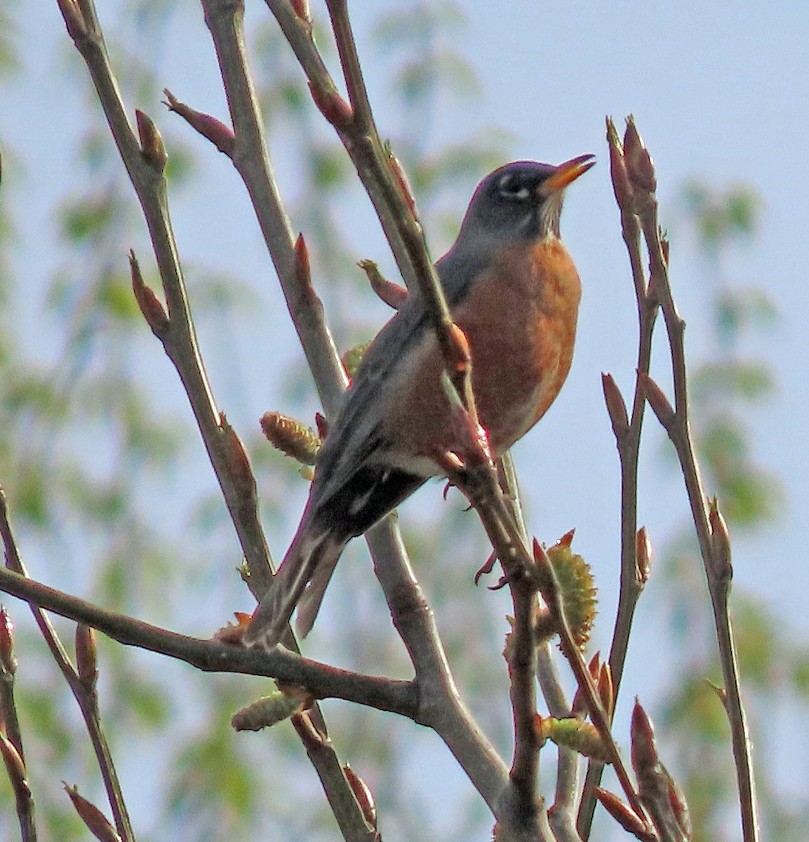 American Robin - ML632664069