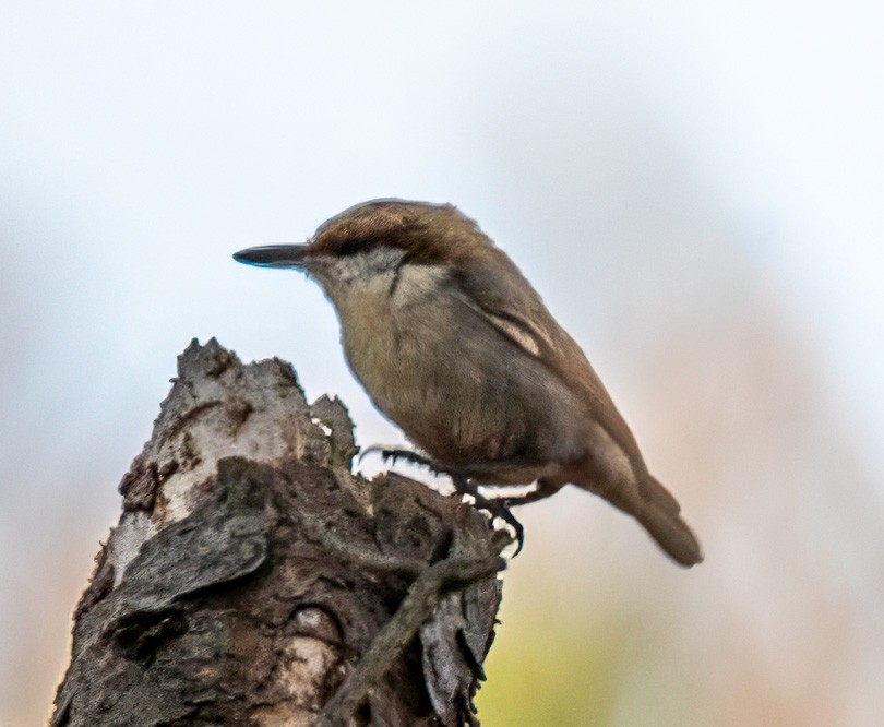 Brown-headed Nuthatch - ML632664151