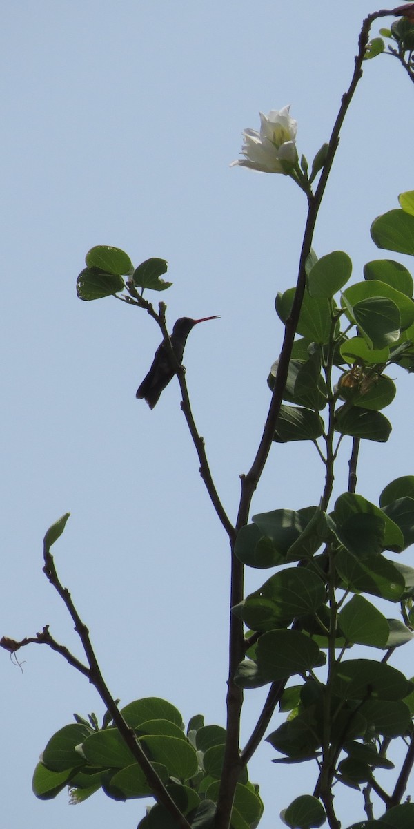 Colibri sombre - ML632664241