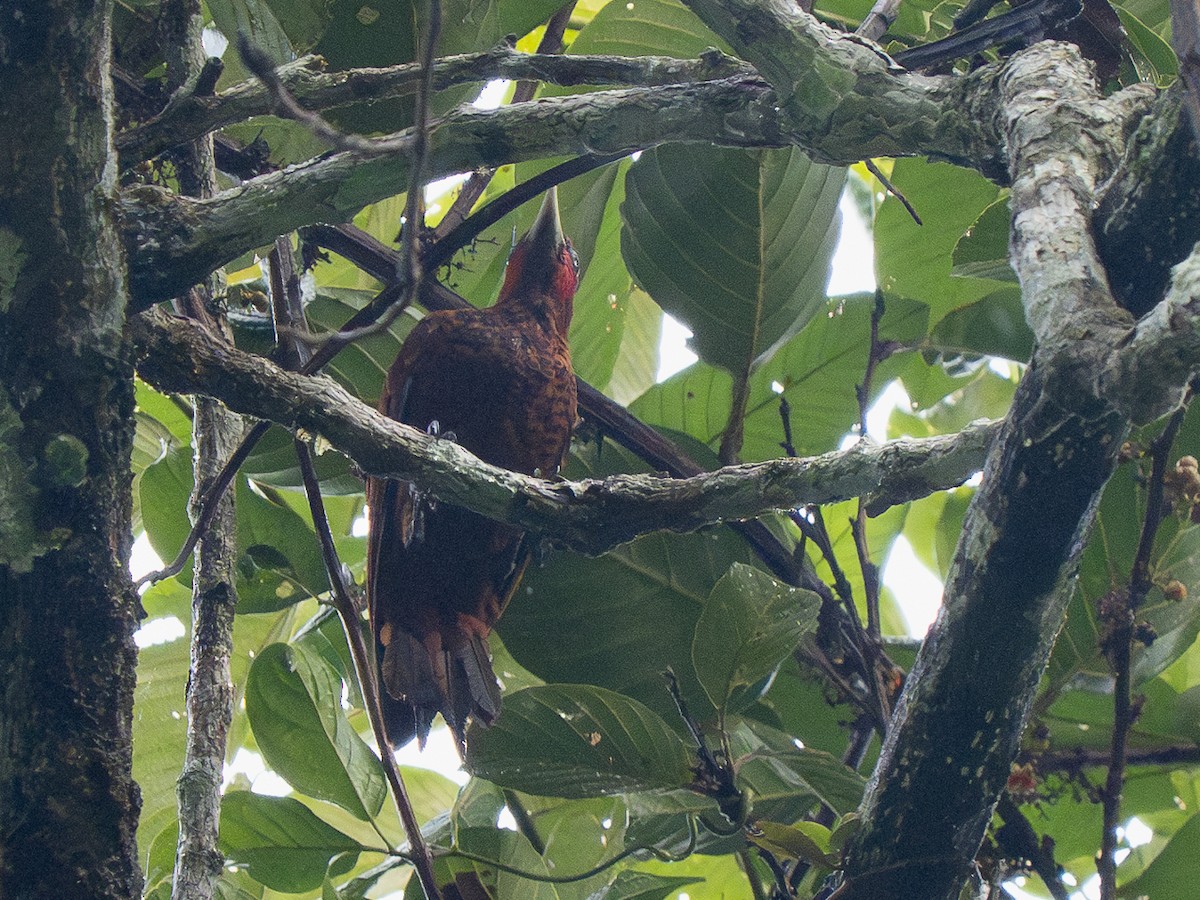 Waved Woodpecker (Scale-breasted) - ML632664290